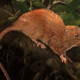 Ilustración de la Vika (Uromys vika): Velizar Simeonovski, The Field Museum